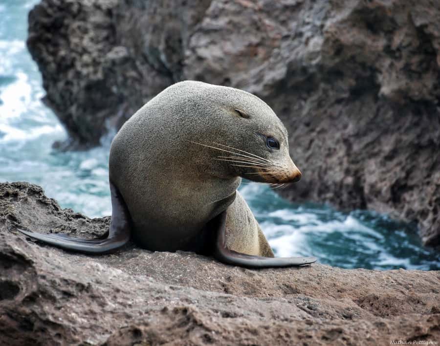 From Tauranga: Dolphin and Wildlife Cruise - What the crew adds to the trip