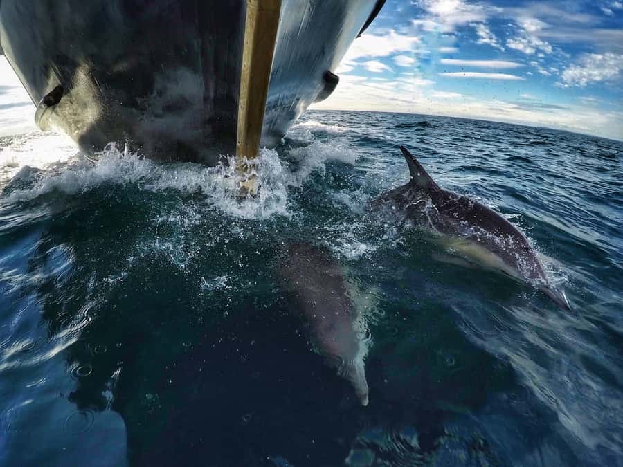 From Tauranga: Dolphin and Wildlife Cruise - Comfort, food, and motion on a five-hour cruise