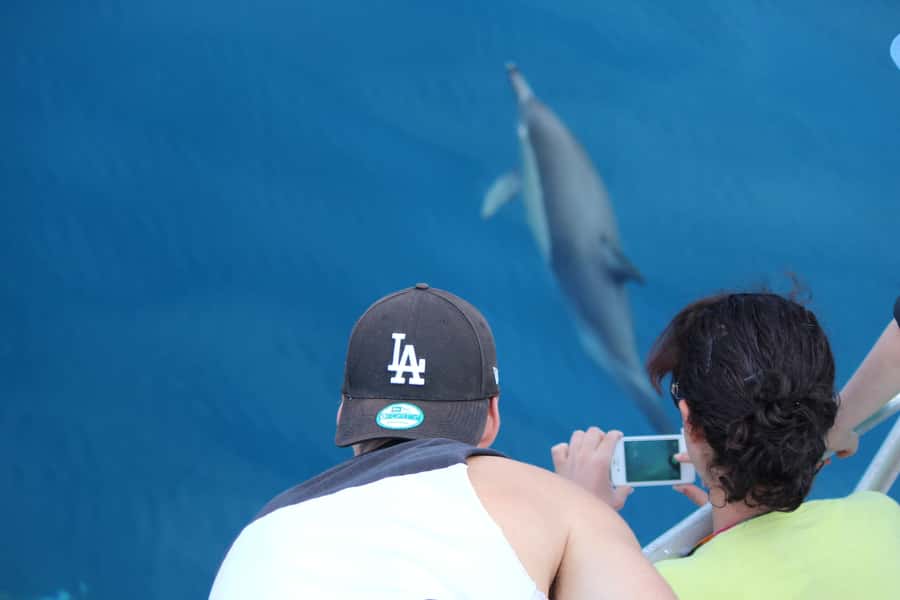 From Tauranga: Dolphin and Wildlife Cruise - Who should book this cruise?