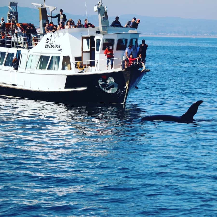 From Tauranga: Dolphin and Wildlife Cruise - Meeting at Tauranga’s waterfront jetty