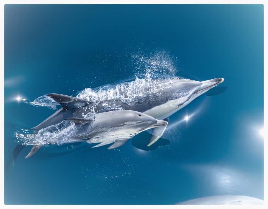 From Tauranga: Half-Day Swimming with Dolphins Tour - Key points to know before you go
