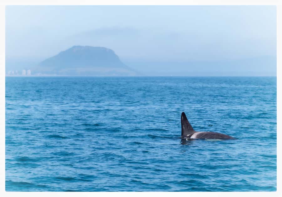 From Tauranga: Half-Day Swimming with Dolphins Tour - Watching dolphins without disturbing them