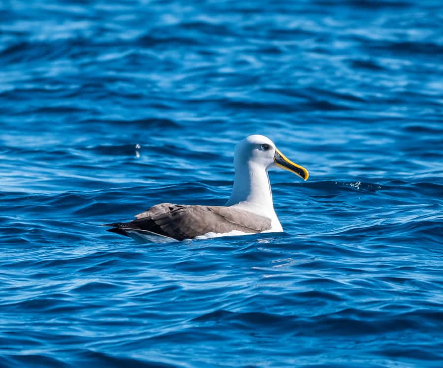 From Tauranga: Half-Day Swimming with Dolphins Tour - The swimming and snorkeling portion