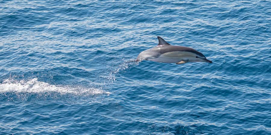 From Tauranga: Half-Day Swimming with Dolphins Tour - More than dolphins: birds, seals, whales, and sharks