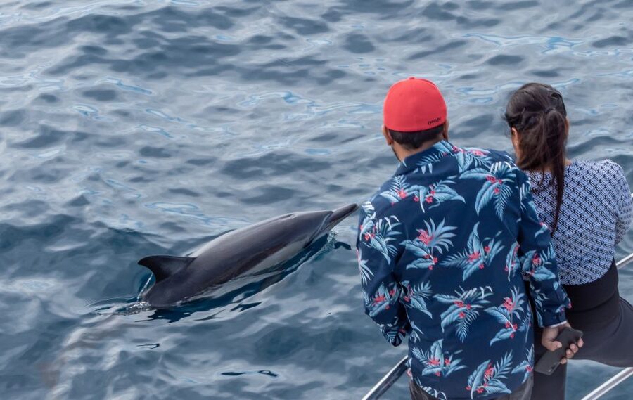 From Tauranga: Half-Day Swimming with Dolphins Tour - Crew, safety, and changing weather