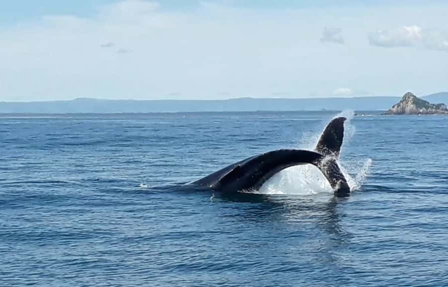 From Tauranga: Half-Day Swimming with Dolphins Tour - Is NZ$98 good value?