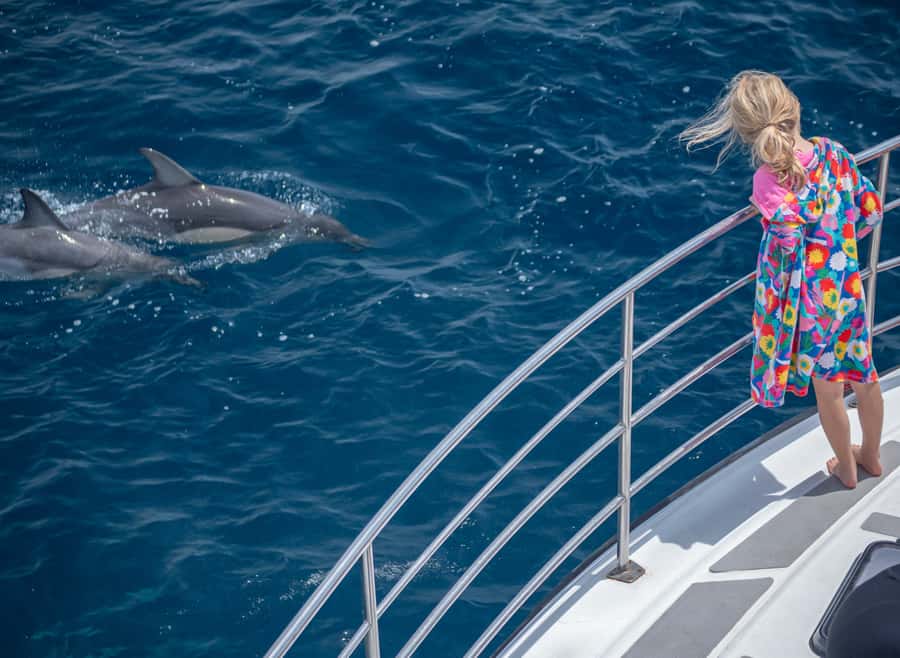 From Tauranga: Half-Day Swimming with Dolphins Tour - Searching for dolphins in open water