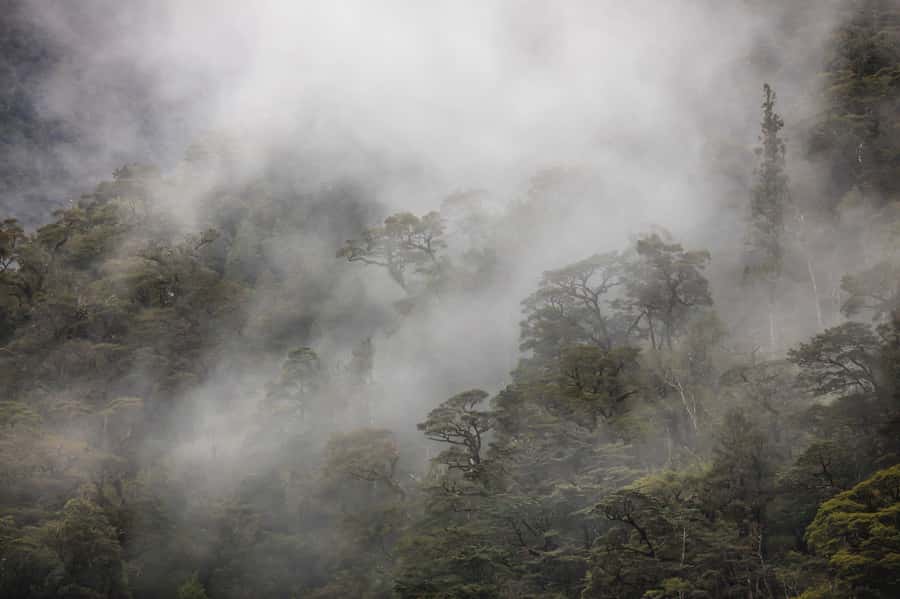 From Te Anau: Doubtful Sound Coach & Cruise - Rain Makes the Fiord More Dramatic