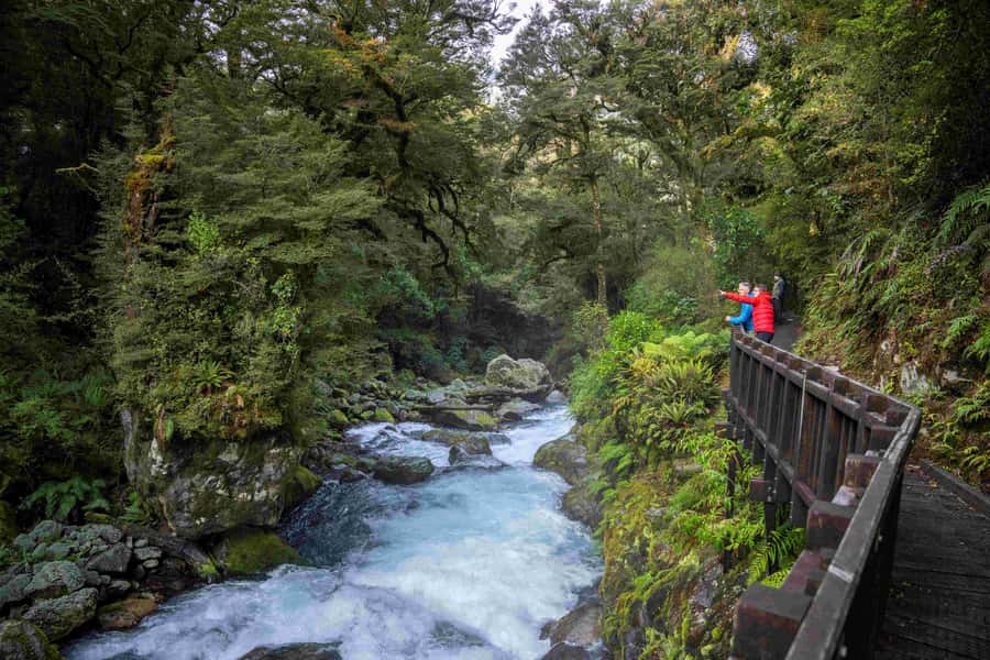 From Te Anau: Milford Sound Coach, Cruise, and Walks - A two-hour cruise into Milford Sound
