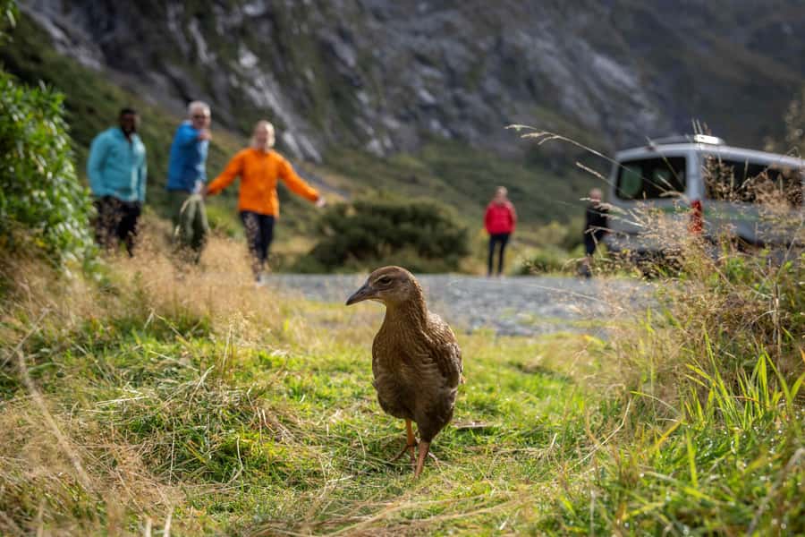 From Te Anau: Milford Sound Coach, Cruise, and Walks - The picnic lunch and daily rhythm