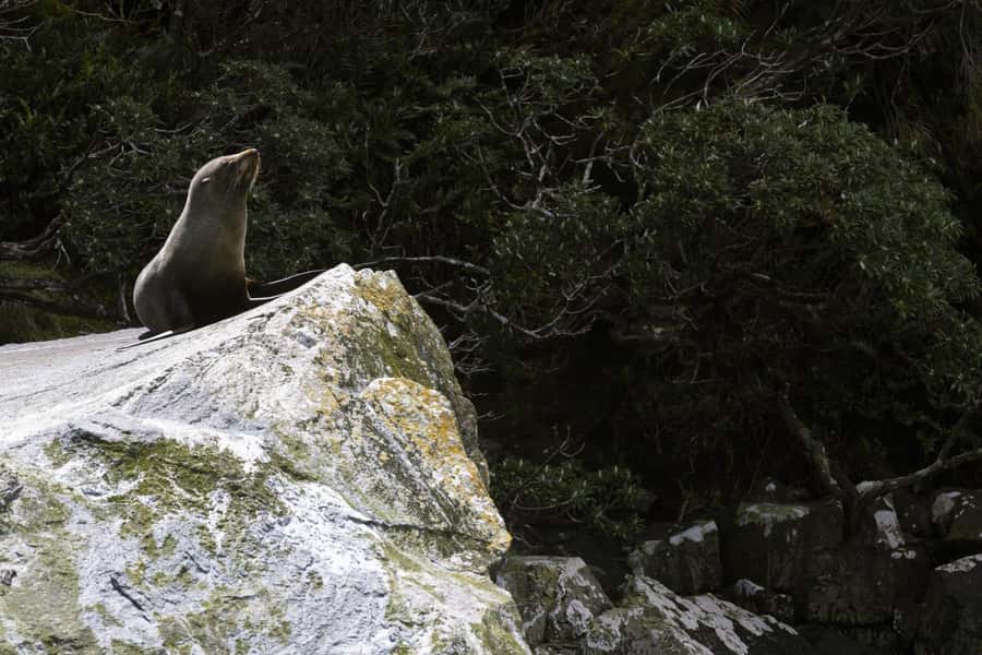 From Te Anau: Milford Sound Cruise and Coach Day Trip - Mirror Lakes: a quick, calm photo stop
