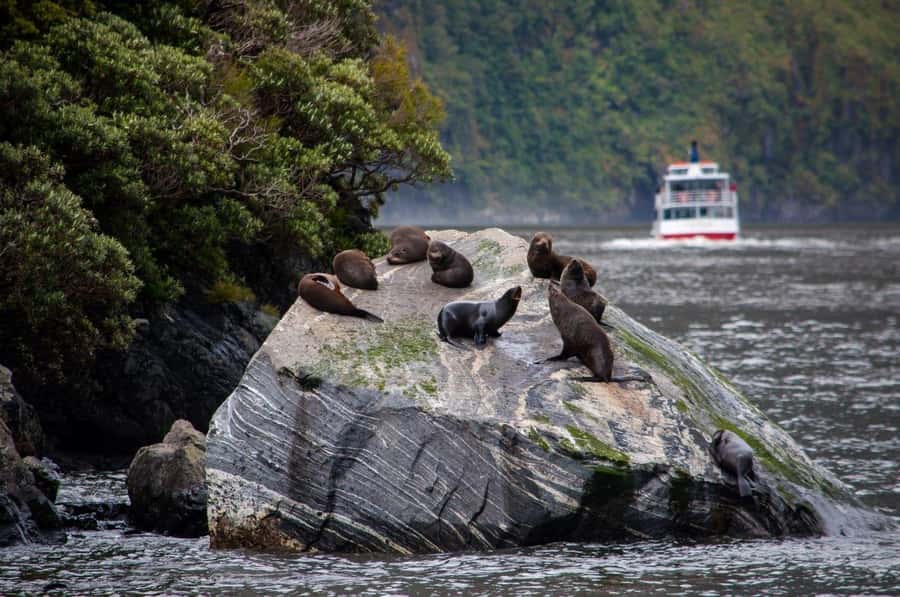 From Te Anau: Milford Sound Small-Group Tour Including Lunch - Is $178 a fair price?