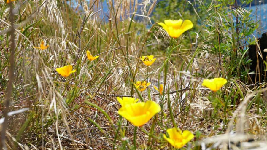From Wanaka: Ruby Island 1-Hour Cruise and Photo Walk - What $29 buys you