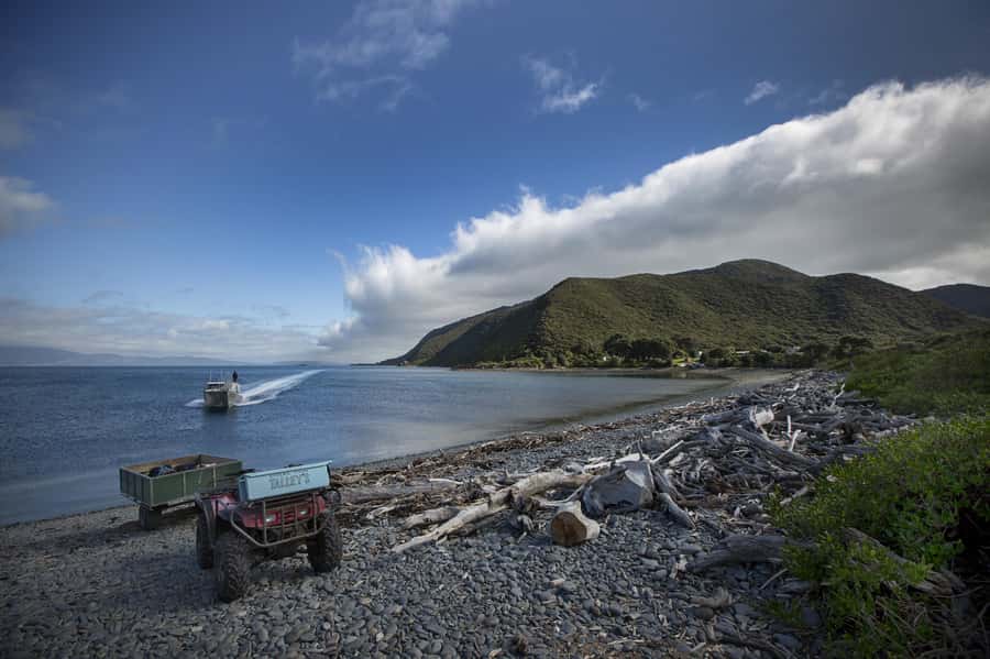 From Wellington: Kapiti Island Classic Guided Day Tour - From Wellington to Paraparaumu Beach