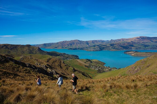 Full Day Guided Walking Tour and Picnic around Godley Head - A penguin colony and beaches along the way