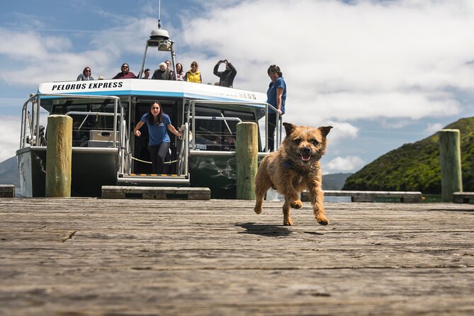 Full Day Iconic Mail Boat Cruise - Why a mail boat is the right way to see Pelorus Sound
