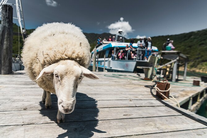 Full Day Iconic Mail Boat Cruise - Is a boat carrying 60 people too large?
