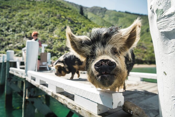 Full Day Iconic Mail Boat Cruise - Five hours through Kenepuru and Pelorus Sounds