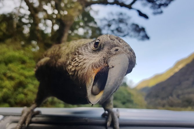 Full-Day Milford Sound Tour with Cruise and Walks from Te Anau - Mirror Lakes and the Eglinton Valley