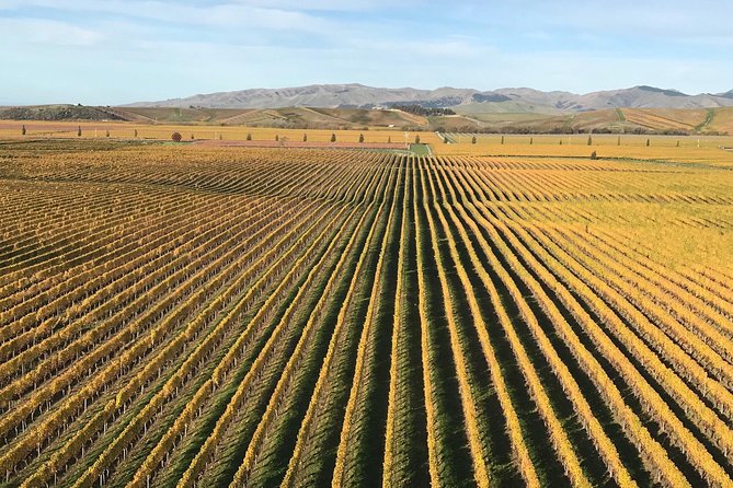 Full-Day Wine Gourmet and Scenic Delight Tour of Marlborough from Blenheim - Framingham widens the grape variety