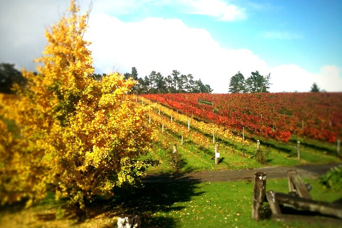 Full-Day Wine Tasting Tour in Auckland with 3-Course Vineyard Lunch - Is $123.49 good value?