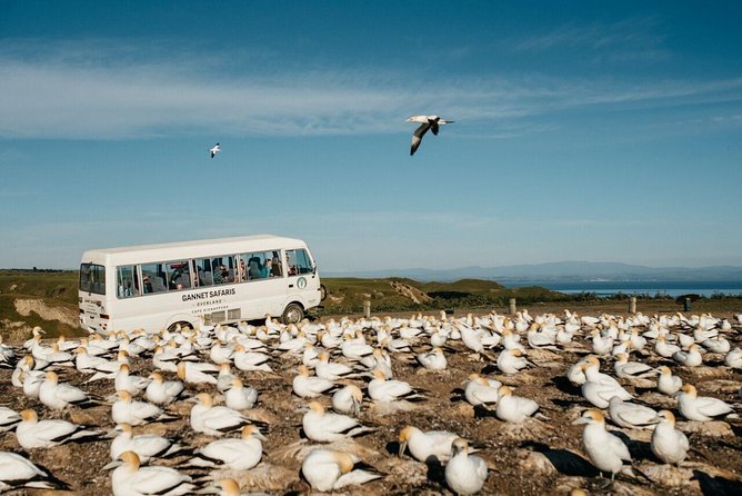 Gannet Safaris Overland tour to Cape Kidnappers Gannet Colony - Who should book this Cape Kidnappers trip?