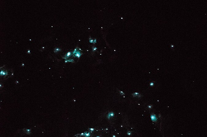 Glow Worm Caves Express Tour in Bay of Islands - Inside Kawiti’s 40-minute cave visit