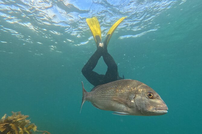 Goat Island Experience Advanced Snorkel Tour - Why Goat Island suits confident snorkelers