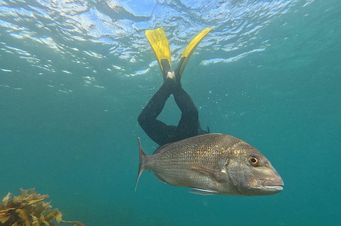 Goat Island Experience Advanced Snorkel Tour - Meeting the fish in Goat Island Marine Reserve