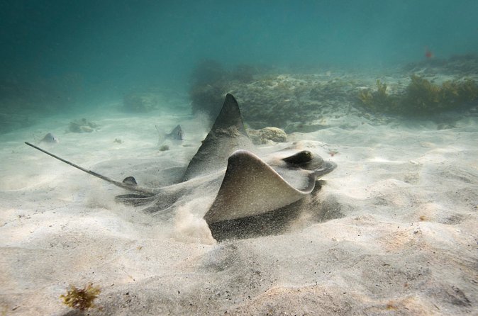 Goat Island Experience Advanced Snorkel Tour - Weather, cancellation, and planning limits