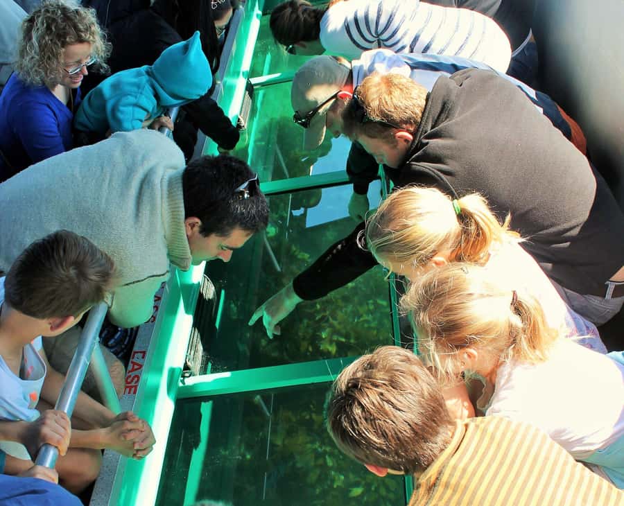 Goat Island: Glass Bottom Boat Tour - Key points to know before you go