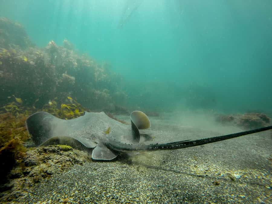 Goat Island Guided Snorkeling Tour for Beginners - Practical tips for a smoother morning or afternoon