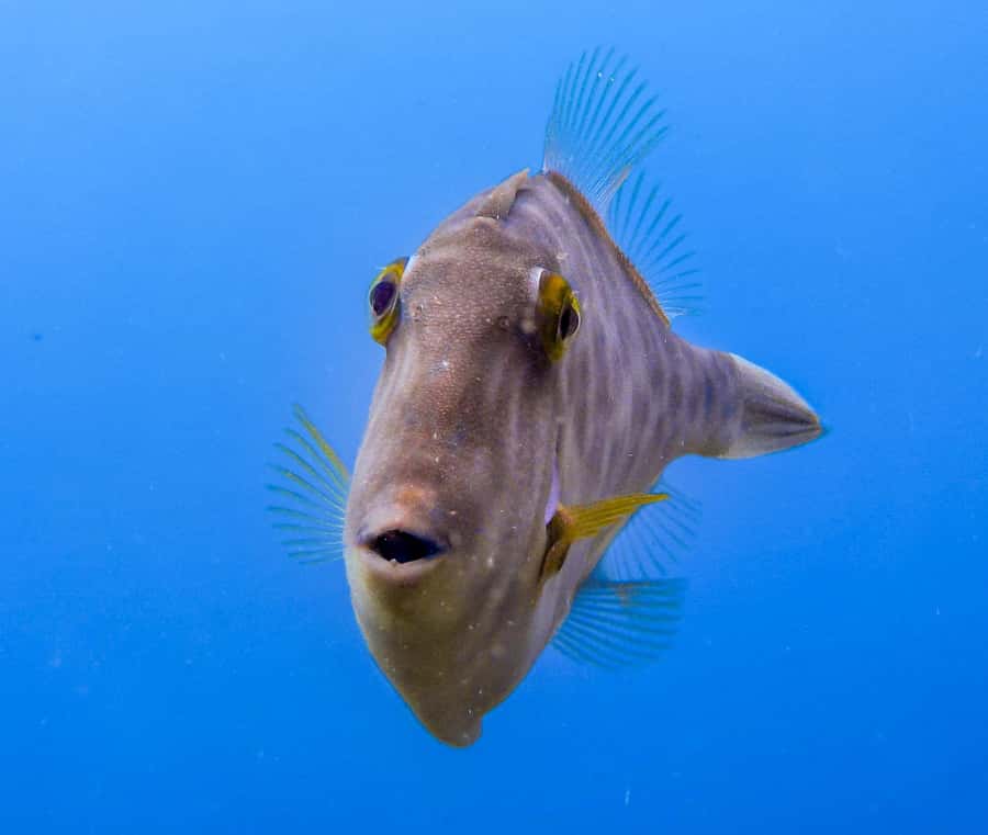Goat Island Guided Snorkeling Tour for Beginners - Learning the basics before entering the sea