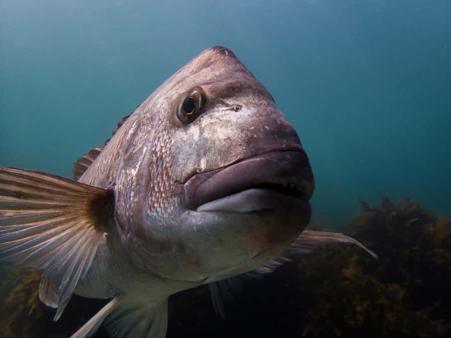 Goat Island Guided Snorkeling Tour for Beginners - Starting in shallow water at Goat Island