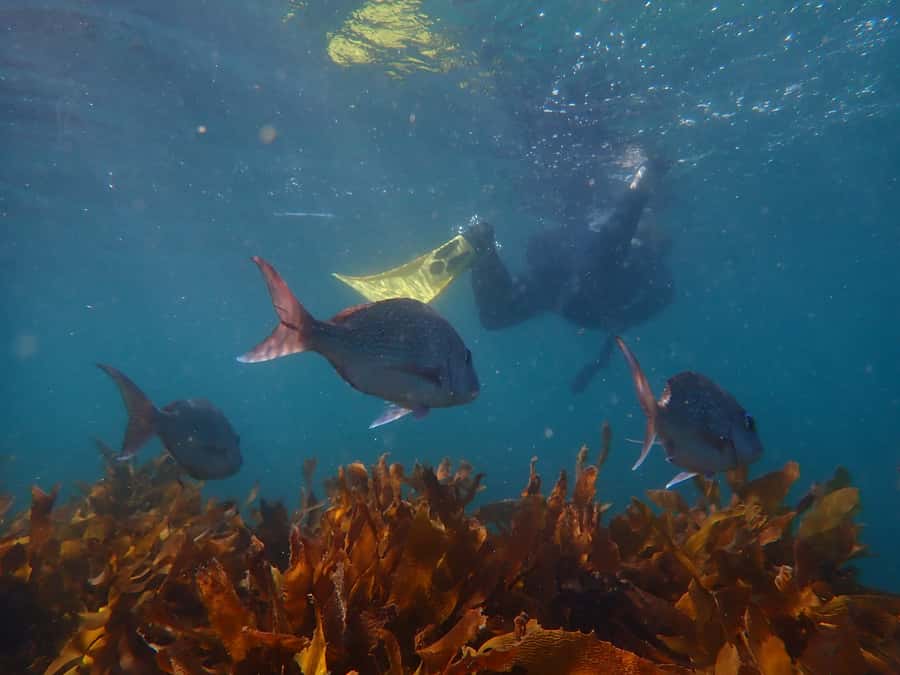 Goat Island Guided Snorkeling Tour for Beginners - Goat Island’s underwater wildlife