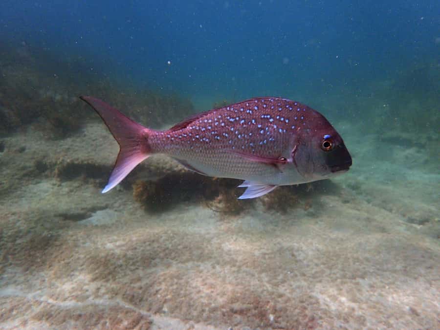 Goat Island Guided Snorkeling Tour for Beginners - Why the instructors matter so much