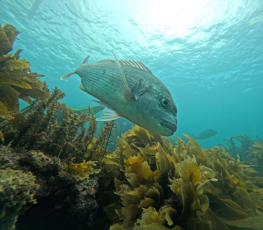 Goat Island Guided Snorkeling Tour for Beginners - Who will get the most from this tour