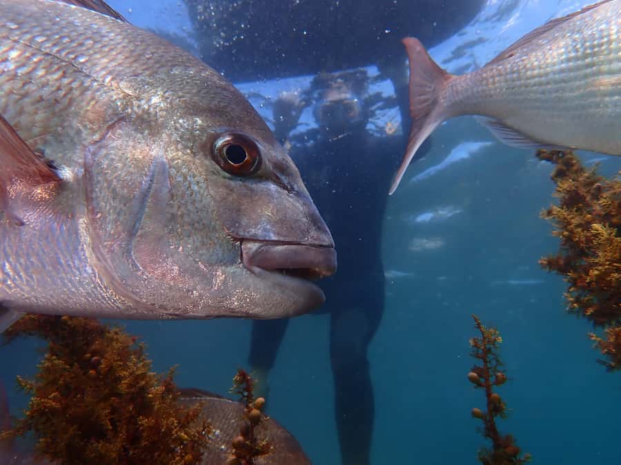 Goat Island Guided Snorkelling Tour For Advanced - Starting in shallow water