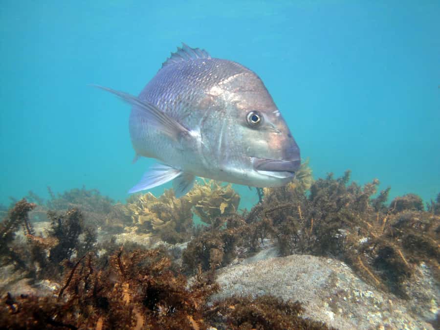 Goat Island Guided Snorkelling Tour For Advanced - Searching for marine life around Goat Island