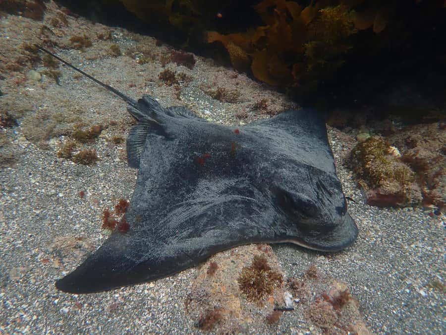 Goat Island Guided Snorkelling Tour For Advanced - The strongest value: keep the gear all day