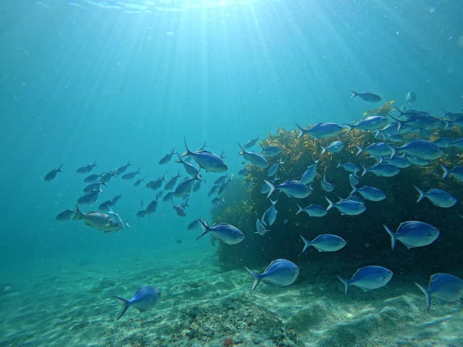 Goat Island Try Scuba Diving Experience - Meeting the fish at Goat Island Marine Reserve