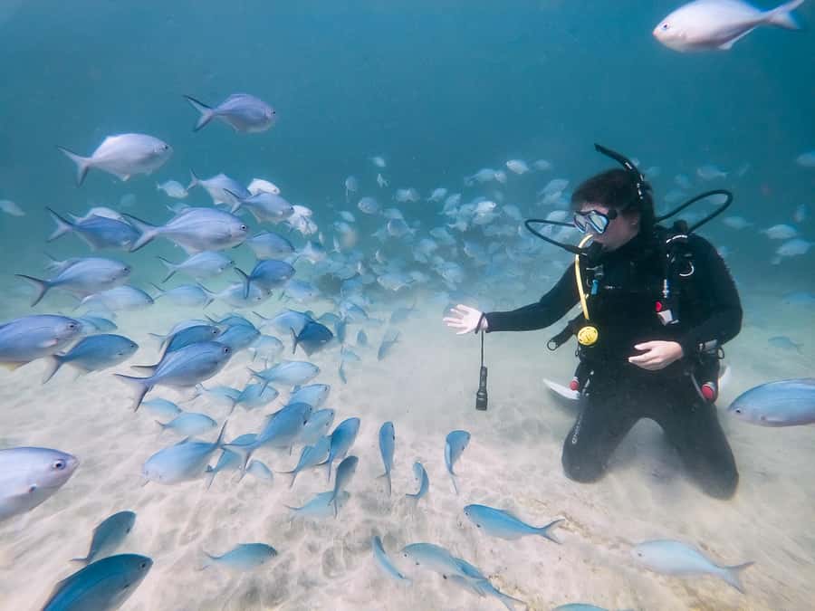 Goat Island Try Scuba Diving Experience - How much value you get for $166