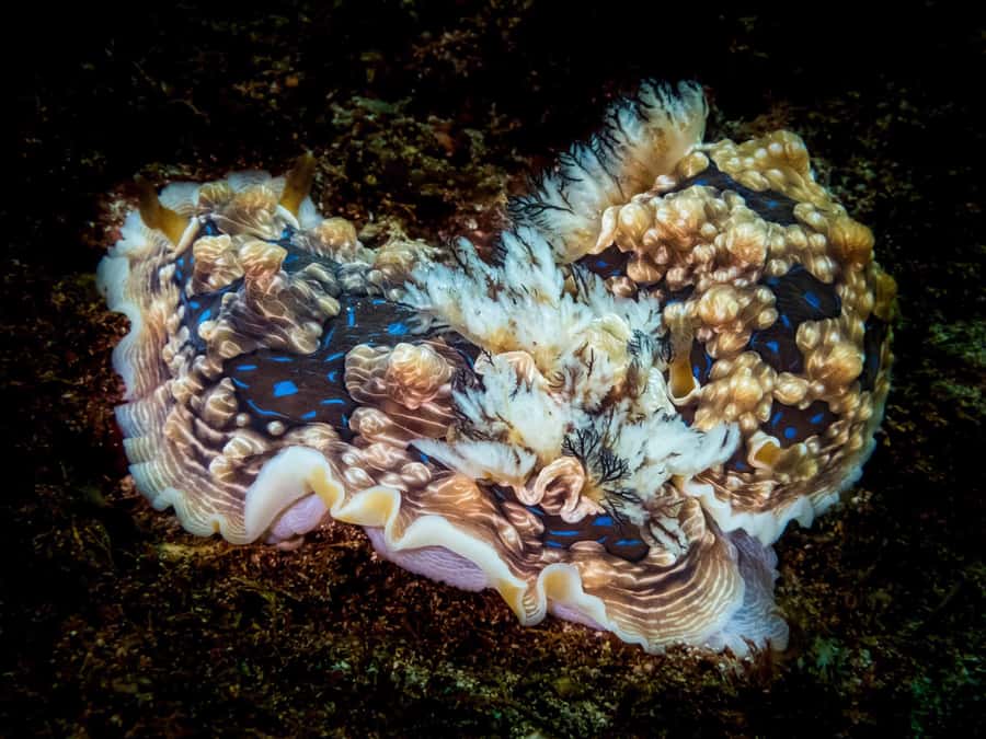 Goat Island Try Scuba Diving Experience - Weather, cancellations, and planning your day