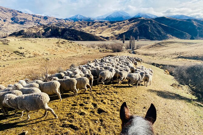 Gold Discovery Trail Horse Trek Cardrona - Most popular! - Why the guide can make or break the ride