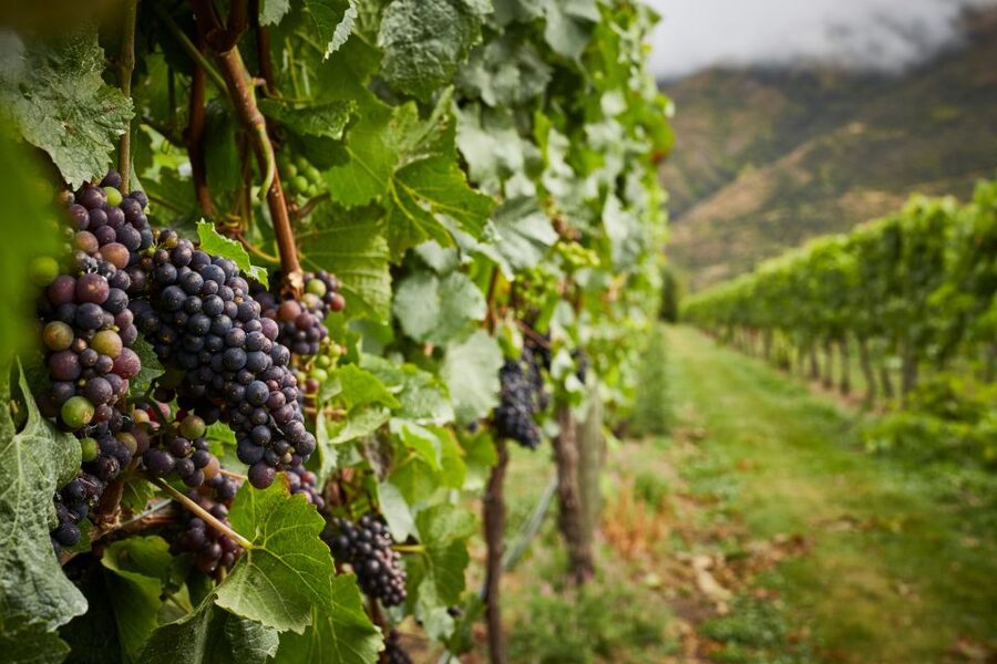 Gourmet Food and Wine Tour with Lunch and Wine Tastings - The wine-barrel cooked lunch in Cromwell