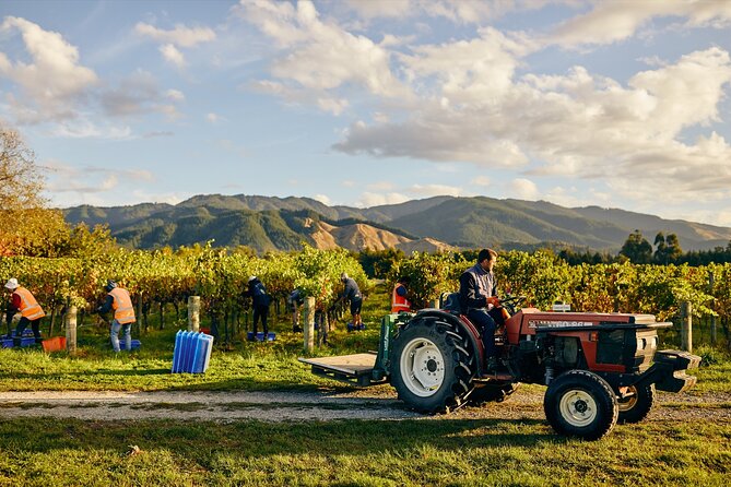 Gourmet Gold Wine Tour: Indulge in Cloudy Bay's finest wines - Clos Henri and Marlborough’s organic side