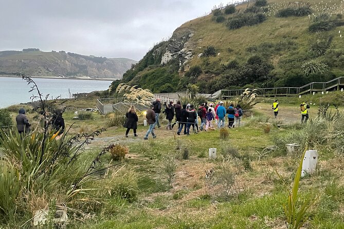 Guided Evening Penguin Viewing Otago Peninsula, Dunedin, New Zealand - How many penguins will you see?