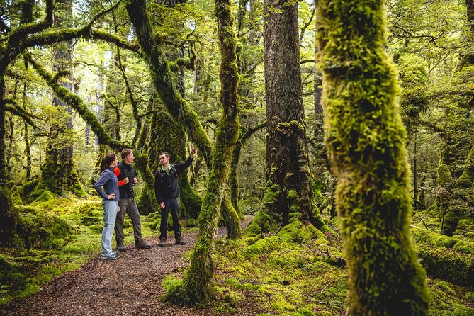 Guided Kepler Track Heli Hike - The long descent through beech forest
