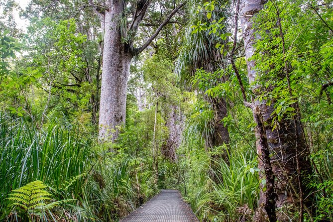 Guided Puketi Kauri Forest Tour in Bay of Islands - Key points at a glance