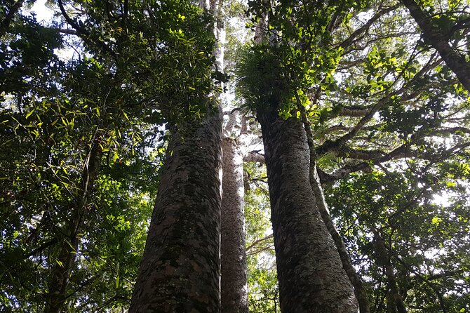 Guided Puketi Kauri Forest Tour in Bay of Islands - Meeting ancient kauri in Puketi Forest